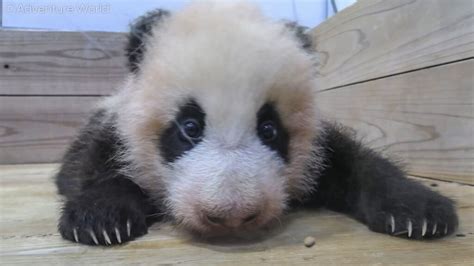 Panda Cub Play Wrestling With Mum News Realpress
