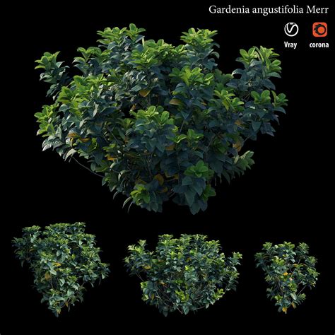 Gardenia Angustifolia Merr 3d Model Cgtrader