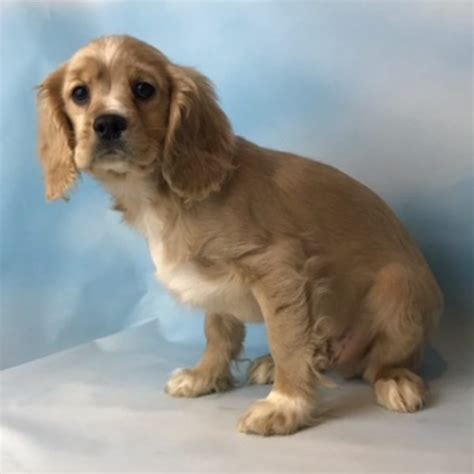 Cockers need human companionship, affection, and attention. American Cocker Spaniel Puppies For Sale | Canton, OH #185789