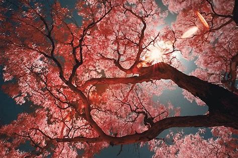 Red Sakura Pics