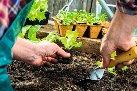 Como Fazer Mudas Passo A Passo De Como Criar Mudas De Plantas