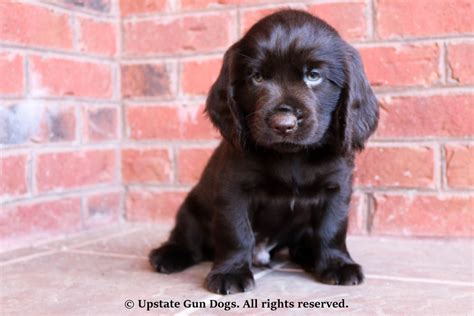 Wade stoll wheatland, wy 82201 boykin spaniel puppies. Boykin Spaniel Puppies - Boykin Spaniels and other Gun ...