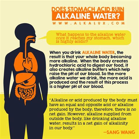 Does Stomach Acid Ruin Alkaline Water Visit Our Website