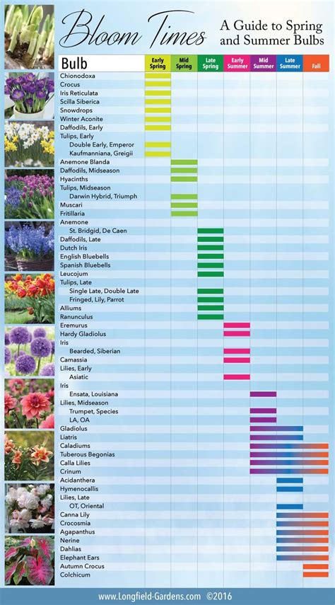 Bloom Time Chart For Spring And Summer Bulbs Summer Bulbs Longfield