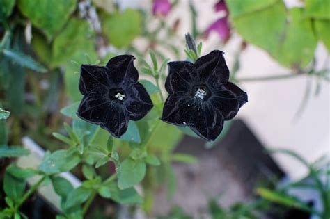 38 Black Flowers And Plants For The Home And Garden Petal Republic