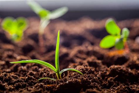 Nutrição de plantas e fertilidade do solo tudo que você precisa saber Blog da Aegro