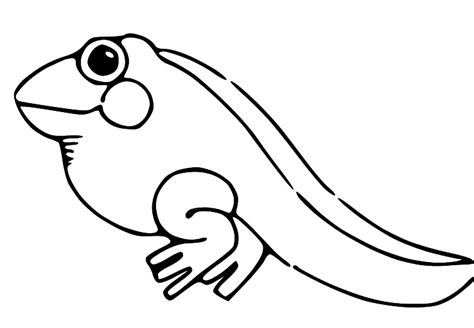 Tadpole Coloring Pages Coloring Pages