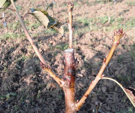 Bacterial Canker Requires An Integrated Approach Good Fruit Grower