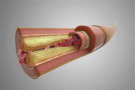 Artery Structure Function And Disease