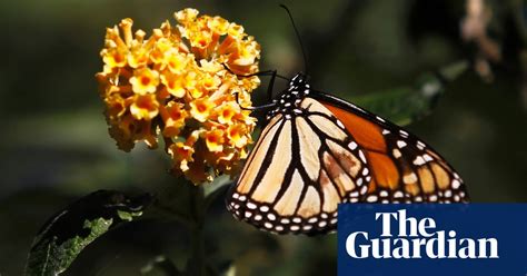 Its A Sad Reality A Troubling Trend Sees A 97 Decline In Monarch
