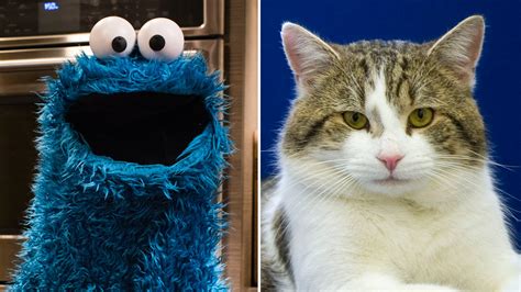 A Photo Of A Cat In A Cookie Monster Costume Was Sent Out By The Us