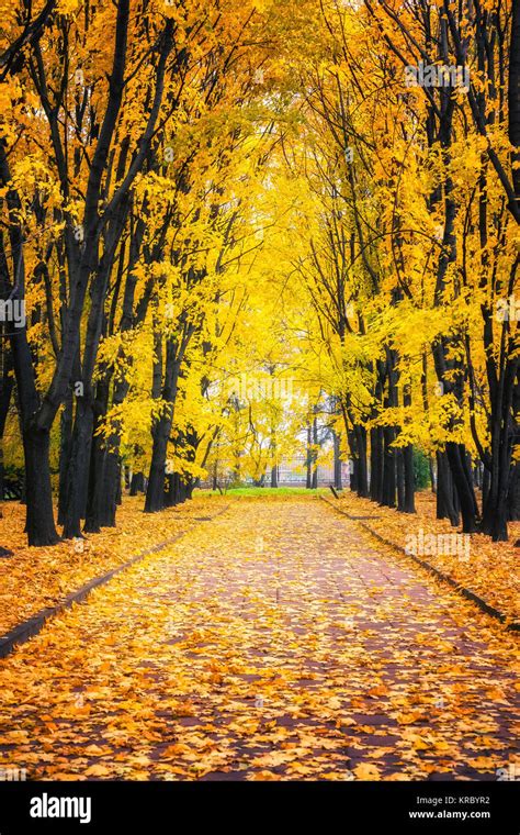 Alley In Autumn Park Stock Photo Alamy