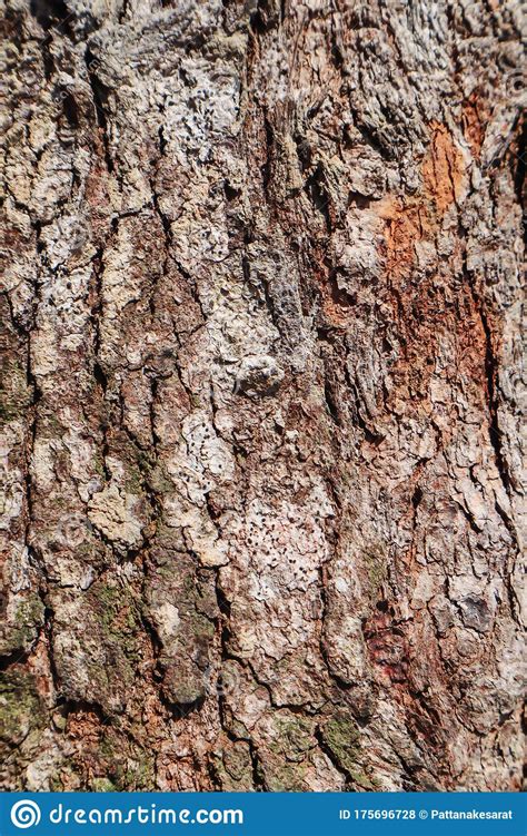 Colorful Of The Bark For Background Stock Photo Image Of