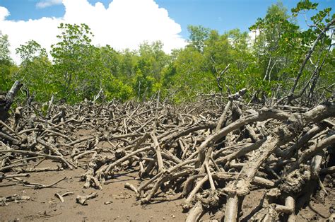 Communities Leading The Way To Save Madagascars Mangroves National