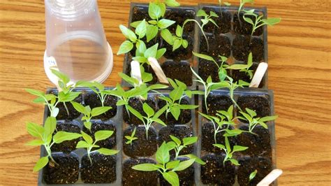 How To Transplant Pepper Plants Into Cups And Tomato Update Youtube