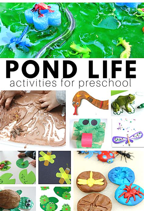 Pond Life Activities No Time For Flash Cards