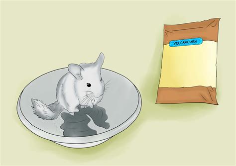How To Care For Chinchillas 12 Steps With Pictures Wikihow
