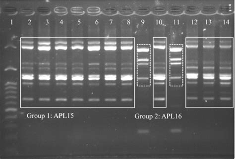 Random Amplified Polymorphic Dna Polymerase Chain Reaction Rapd Pcr