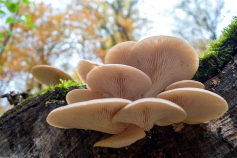 10 Common Mushrooms In Virginia Plant Grower Report