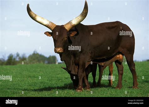 Ankole Watusi Cattle Bos Primigenius Taurus Bull Standing On Grass