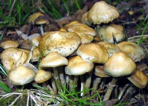 Psilocybe Ovoideocystidiata Magic Mushrooms Frshminds