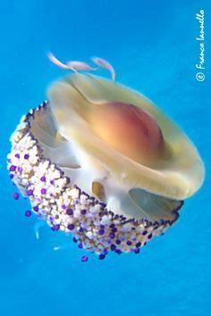 These exotic jellyfish are surprisingly easy to keep and never short of interesting. Pin von D Allred auf The Uniqueness and Beauty of God's ...