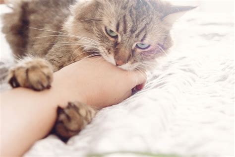 Why Do Cats Bite While Getting Petted Petsoid