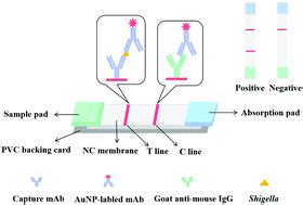 A Colloidal Gold Immunochromatographic Strip Assay For The Rapid