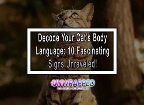 Decode Your Cat S Body Language Fascinating Signs Unraveled