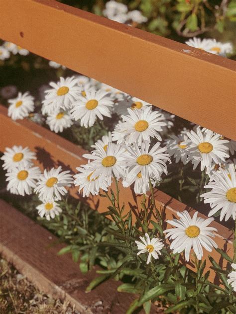Daisies 🌼 Daisy Wallpaper Flower Aesthetic Flower Backgrounds