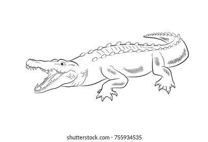 Crocodile Drawing Vector Illustration Stock Vector Royalty Free