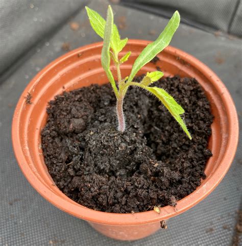 How To Pot On Your Tomato Seedlings Sow Grow Harvest