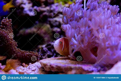 Pink Skunk Clownfish Amphiprion Perideraion Stock Photo Image Of