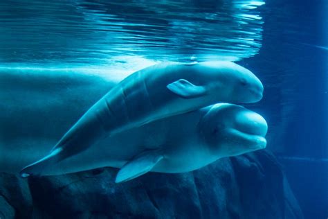 Happy Birthday Beluga Whale Shila Nature And Wildlife Discovery