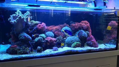 250 Gallon Reef Tank Youtube