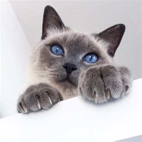 Felippo Blue Point Siamese Cat On Instagram Are You Enjoying Your