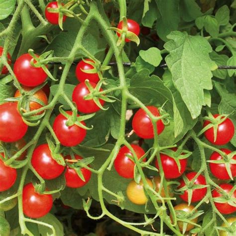 Sweetie Tomato Seeds Heirloom Organic Tims Tomatoes