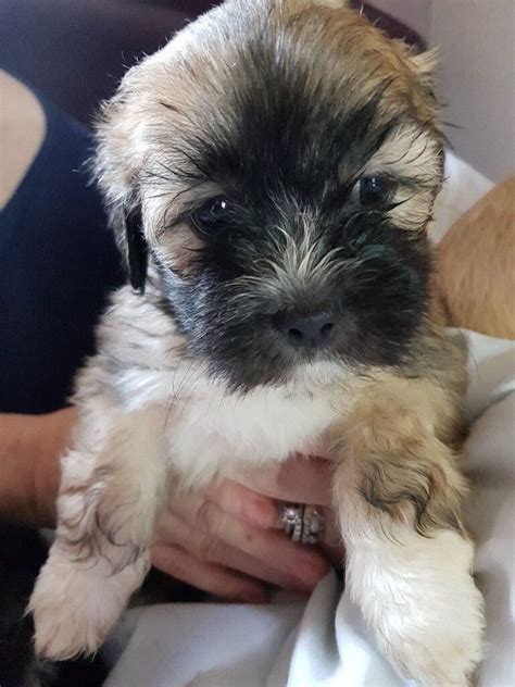 1 Gorgeous Male Lhasa Apso Puppy For Sale In Denny Falkirk Gumtree
