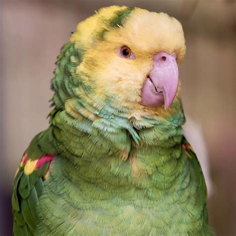 Tropical Exotic Talking Macaw Parrot Bird Wildlife Animal