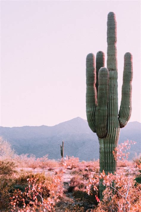 Cactus Background Fond Décran Nawpic