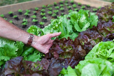 Reduce Waste And Save Money By Regrowing Vegetable Scraps Regrow