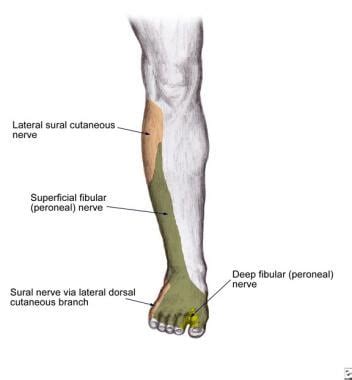 Common peroneal nerve dysfunction is a type of peripheral neuropathy. Superficial Peroneal Nerve Block: Overview, Indications ...