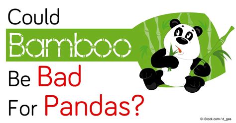 Understanding The Giant Pandas Digestive System