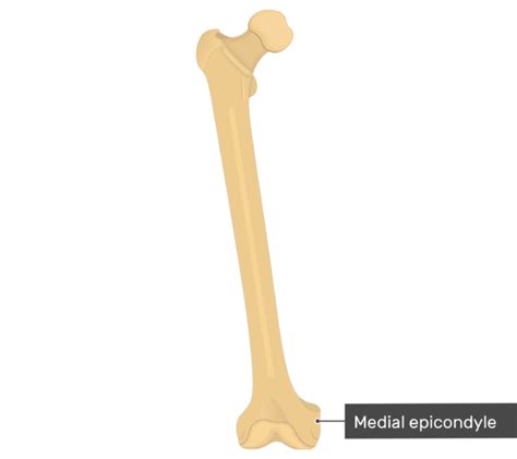 Femur Bone Anterior Markings