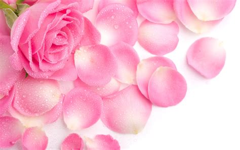 Download vintage wallpaper pink stock vectors. vintage rose wallpaper pink - HD Desktop Wallpapers | 4k HD