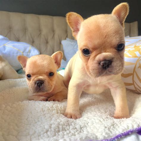 The Absolute Cutest Cream French Bulldog Puppies Available In Texas