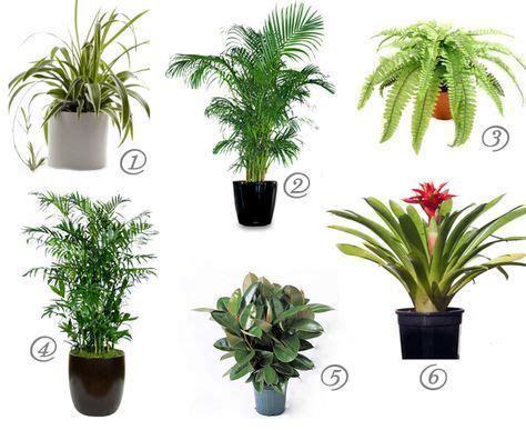 Even safe plants can cause minor discomfort if ingested, though effects are usually temporary and not reason for concern. (Cat safe) house plants for cleaner air - spider plant ...