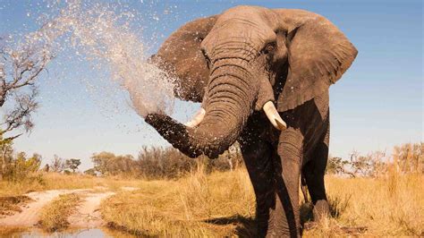 African Elephant Spraying Water