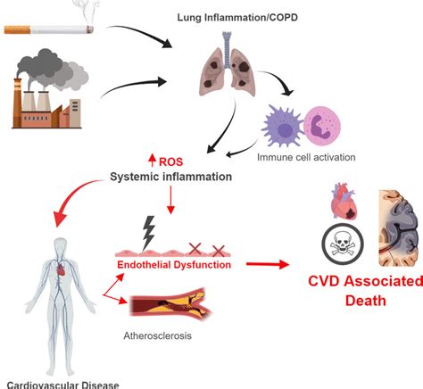Schematic Of Lung Inflammation And Pathogenesis Of Copd And Comorbid
