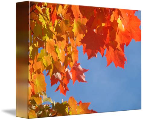Red Orange Autumn Leaves Fall Blue Sky Art Prints By Baslee Troutman
